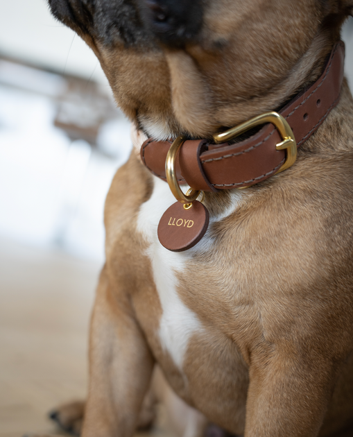 Dog collar and name tag discount