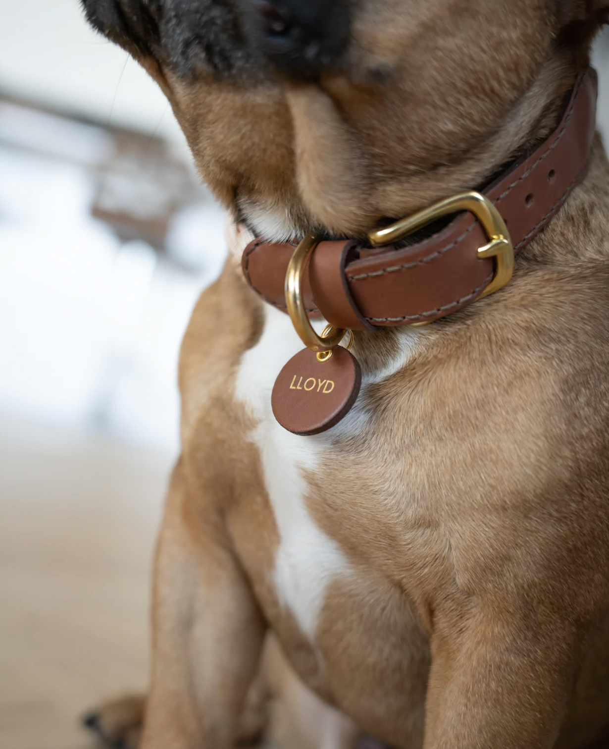 Rope Collar - Wine