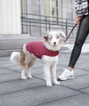 warm dog jacket