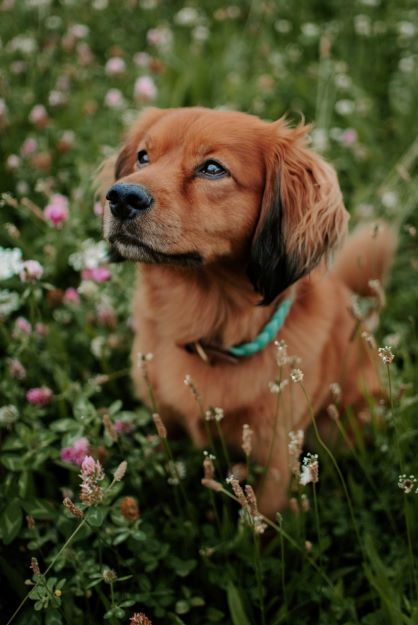 Braided Collar - Mint