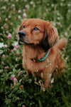 Braided Collar - Mint