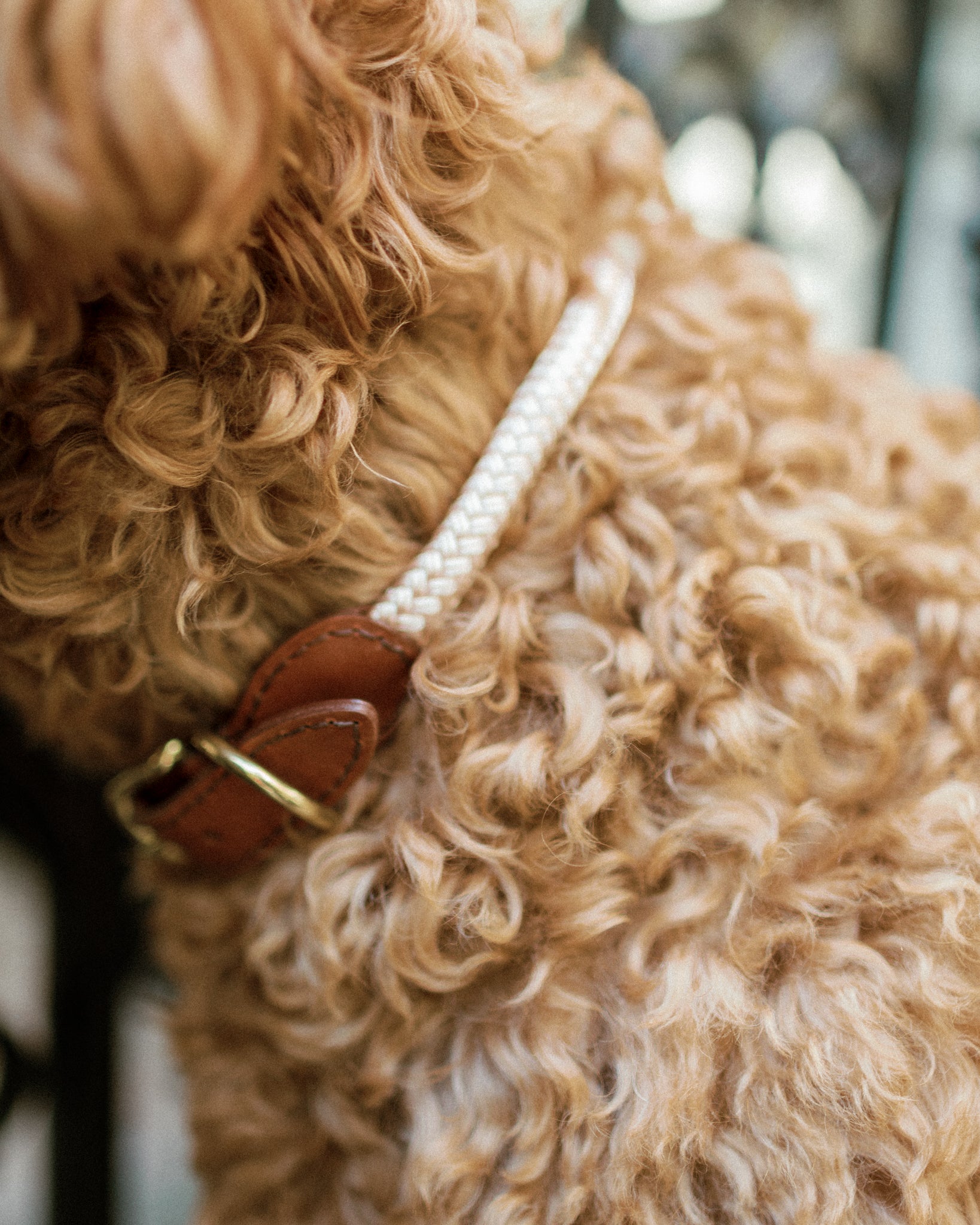 Adjustable Rope Collar - Champagne