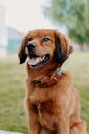 Braided Collar & Leash Set - Mint
