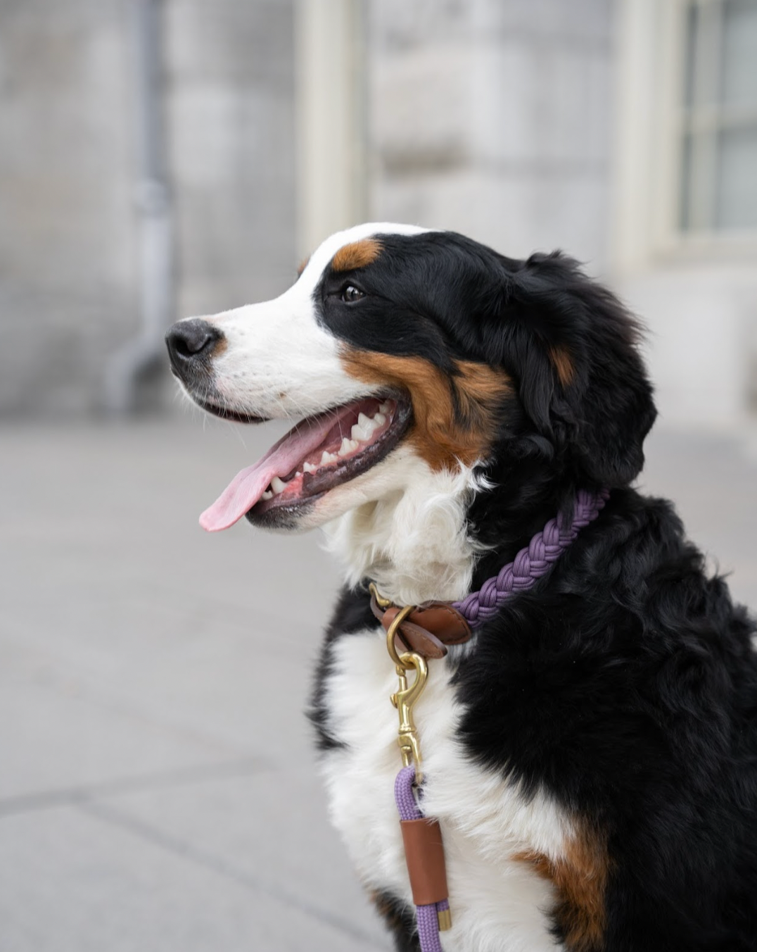 Braided Collar - Grape