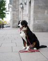 Rope Leash – Wine