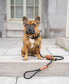 Rope Leash – Classic