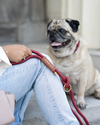 Rope Leash – Wine
