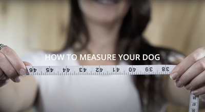 How to measure your Dog