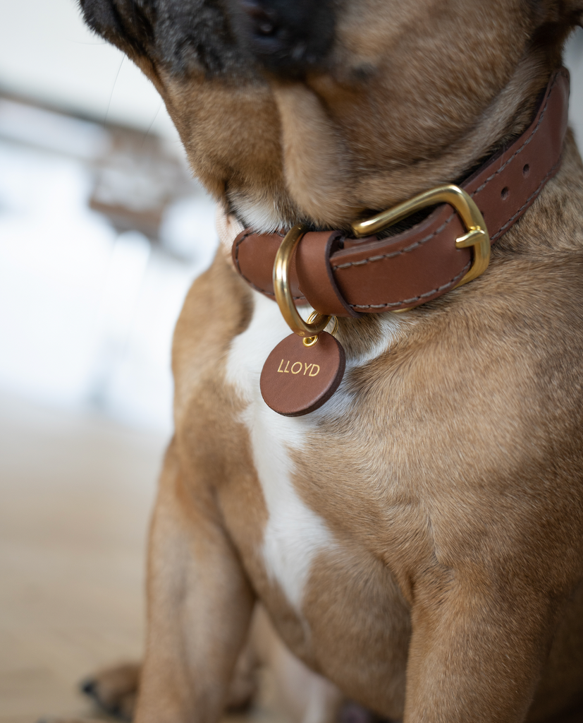 Dog Tag Knotty Pets