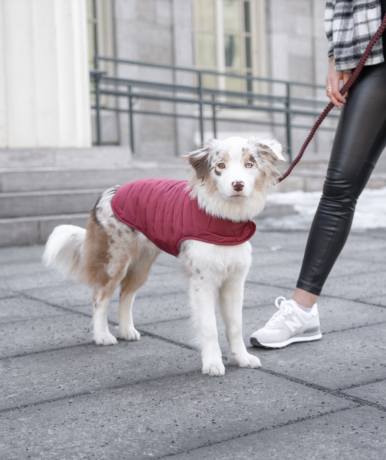 Dog burgundy jacket best sale