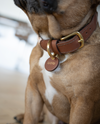 Rope Collar - Olive