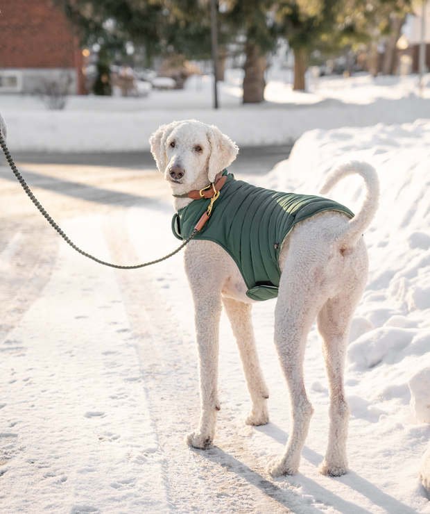 Pet light 2025 jacket reversible